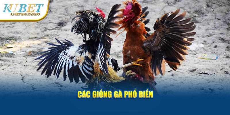 Các giống kê phổ biến 