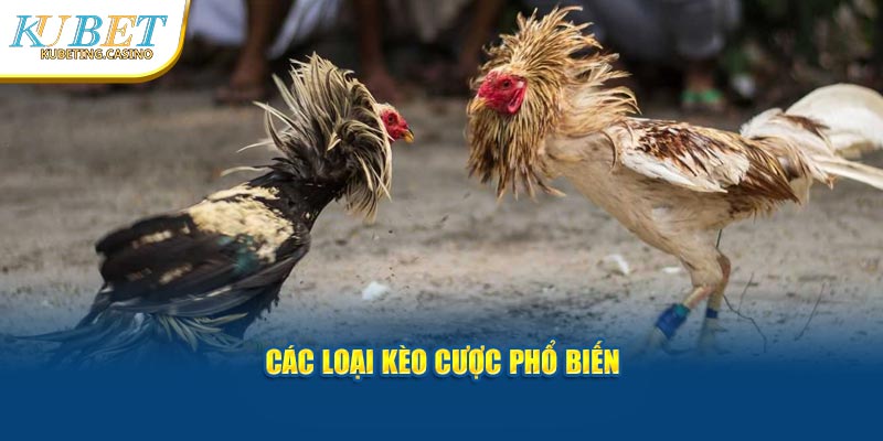 Các loại kèo cược phổ biến tại đá gà kubet