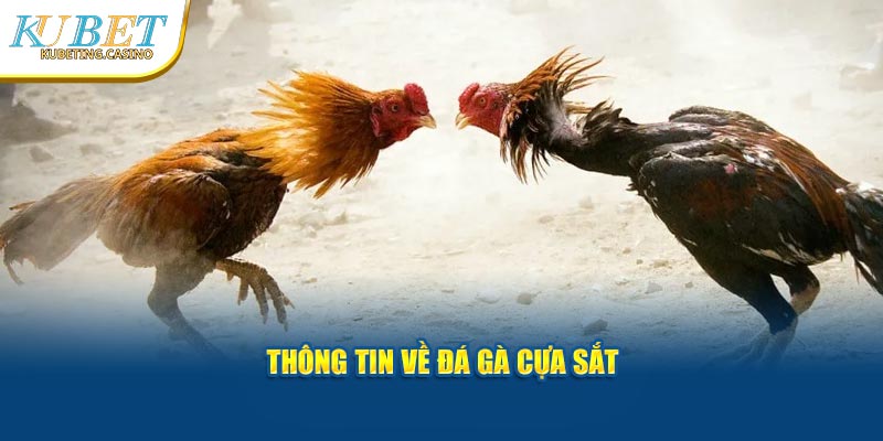 Thông tin về đá gà cựa sắt tại trang chủ Kubet