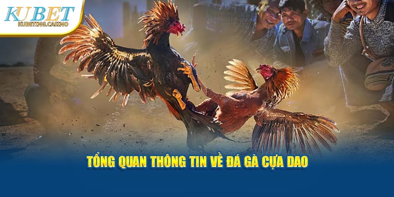 Khái quát về đá gà cựa dao