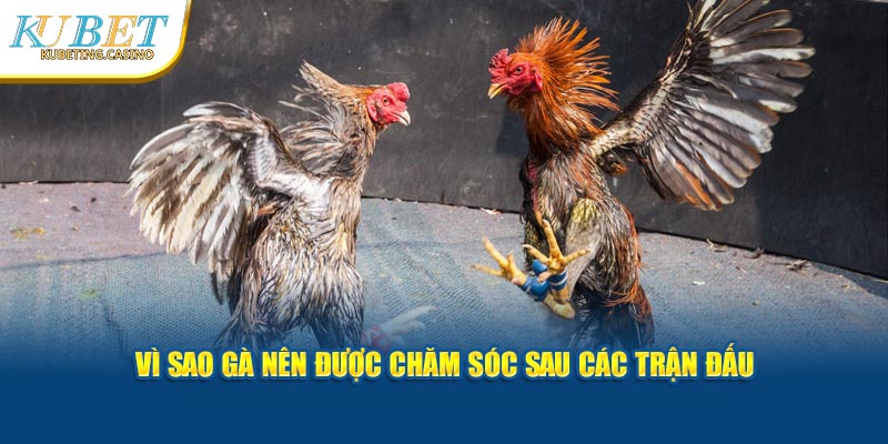 Vì sao phải chăm sóc gà chọi sau các trận đấu